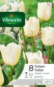 Tulipe Antartica (x8)